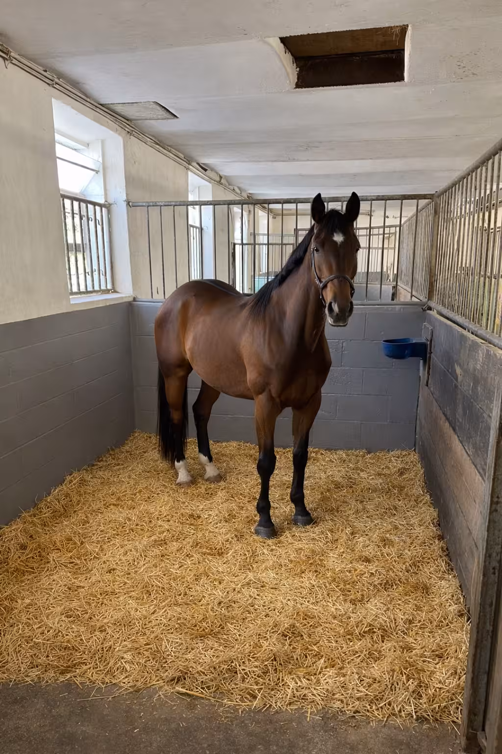 Stallungen des Reit- und Fahrvereins Frankenthal